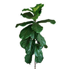 Green leaves of fiddle-leaf fig tree (Ficus lyrata) the popular ornamental tree tropical houseplant