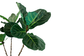 Green leaves of fiddle-leaf fig tree (Ficus lyrata) the popular ornamental tree tropical houseplant - 575521151