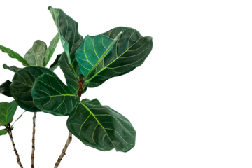 Green leaves of fiddle-leaf fig tree (Ficus lyrata) the popular ornamental tree tropical houseplant