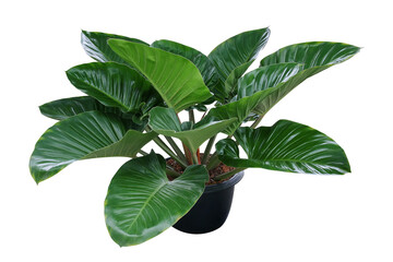 Heart shaped dark green leaves of philodendron tropical foliage plant bush in black plastic...