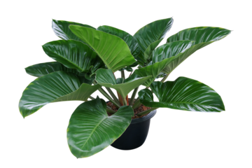 Heart shaped dark green leaves of philodendron tropical foliage plant bush in black plastic flowerpot, popular houseplant