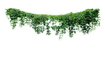 Poster Hanging vines ivy foliage jungle bush, heart shaped green leaves climbing plant nature backdrop © Chansom Pantip