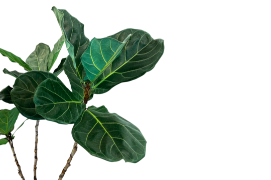 Green leaves of fiddle-leaf fig tree (Ficus lyrata) the popular ornamental tree tropical houseplant