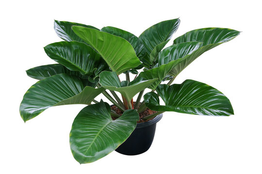 Heart shaped dark green leaves of philodendron tropical foliage plant bush in black plastic flowerpot, popular houseplant