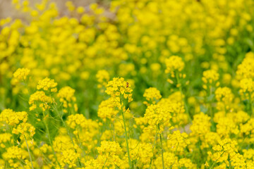 菜の花の蜜を吸う蜜蜂