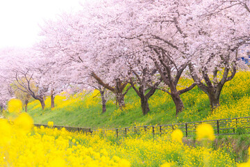 さくら堤公園の満開の桜と菜の花
