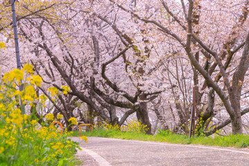 さくら堤公園の桜のトンネル