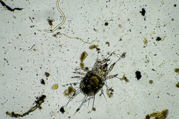 soil microorganisms including nematode, microarthropods, micro arthropod, tardigrade, and rotifers...
