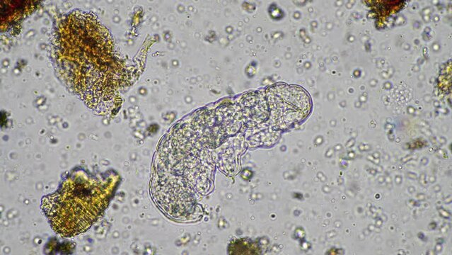 soil microorganisms  nematode, microarthropods, micro arthropod, tardigrade, and rotifers a soil sample, soil fungus and bacteria on a regenerative farm in compost. Science under the microscope