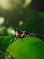 grasshopper on a leaf