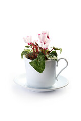 pink cyclamen flowers, isolated on a white