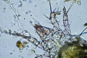 soil microorganisms including nematode, microarthropods, micro arthropod, tardigrade, and rotifers a soil sample, soil fungus and bacteria on a regenerative farm in compost under the microscope.