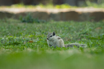 Picture of The Feroz Shah Kotla or Kotla was a fortress built circa 1354 by Feroz Shah Tughlaq to house his version of Delhi city called Firozabad. February 8, 2023. Vikram Nagar, Delhi, India. 