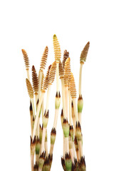 horsetail isolated on a white background