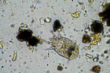 soil microorganisms including nematode, microarthropods, micro arthropod, tardigrade, and rotifers a soil sample, soil fungus and bacteria on a regenerative farm in compost under the microscope.
