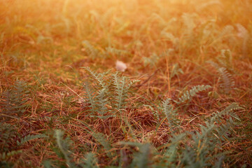 fern close up with strong sunlight in the forest