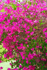Beautiful trees bushes floral background on nature in the park