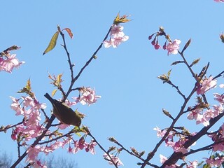 green bird on the cherry blossom in spring