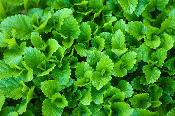 A Green milisa plant on pyrode in park background