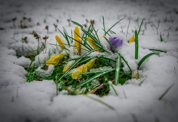 Foto auf Glas Krokus im Schnee © Peter