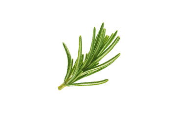 fresh rosemary leaves isolated on a white background
