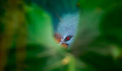 Goura scheepmakeri makes its way through the leaves in the forest looking for food.