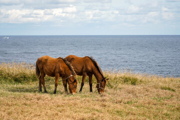 Horses quietly grazing on the beach