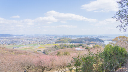 綾部山梅林
