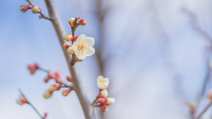 梅の花　綾部山梅林