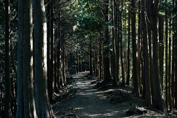 path in the forest