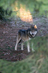 Wolf im Wald 