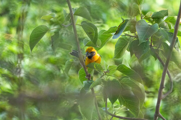 Golden sparrow, a small bird with a yellow body