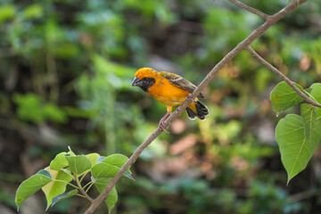 Golden sparrow, a small bird with a yellow body