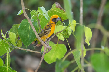 Golden sparrow, a small bird with a yellow body