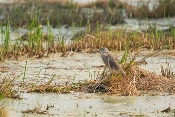 Chinese heron fishing in a field