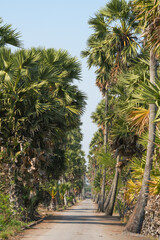 The paved road on both sides of the road is full of large palm trees that stretch along the road.
