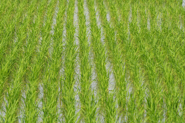 Field with beautiful green rice plants for background image.