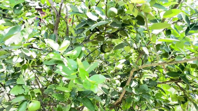green lime tree growing fresh citrus