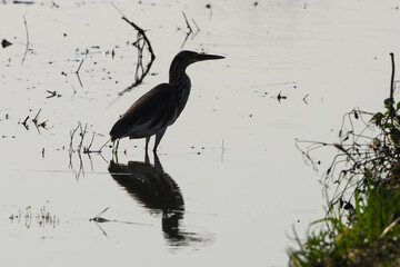 Chinese egret looking for fish in a muddy field where the light shone down and saw a black shadow.