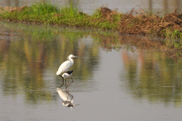 In the watery fields, egrets and egrets are walking in search of shellfish and fish for food.
