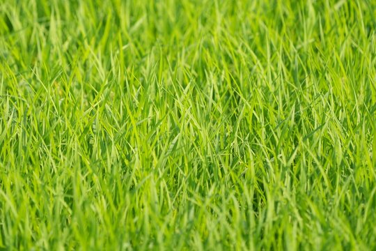 Field with beautiful green rice plants for background image.
