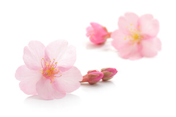 桜 花 ピンク 春 白 背景