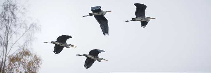 Gray Heron Ardea cinerea. Many herons fly. Flight of birds