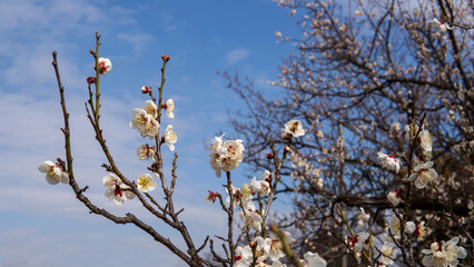 開花した梅（Prunus mume）の枝／バラ科