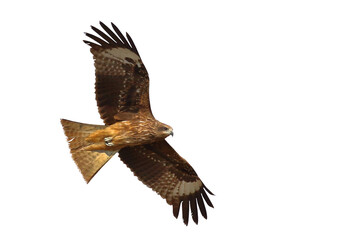 Black kite flying isolated on transparent background png file