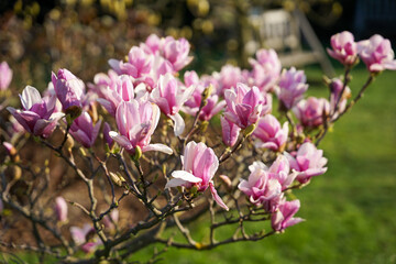 Beautiful magnolia pink flowers on tree, spring mood concept