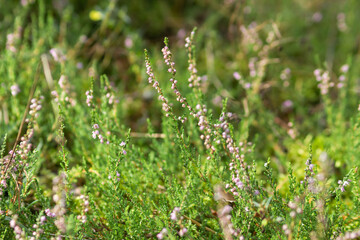 Wild blooming heather bush with purple flowers in the green forest. Calluna vulgaris, heath, ling or simply heather.