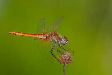 a anisoptera dragonfly sits on a stalk in a meadow