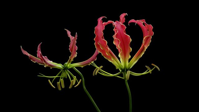 「花咲く図鑑」Flowering picture book
花のタイムラプス　グロリオサ