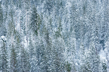 Telephoto shot of the snow-covered trees in Yosemite valley at Dawn.